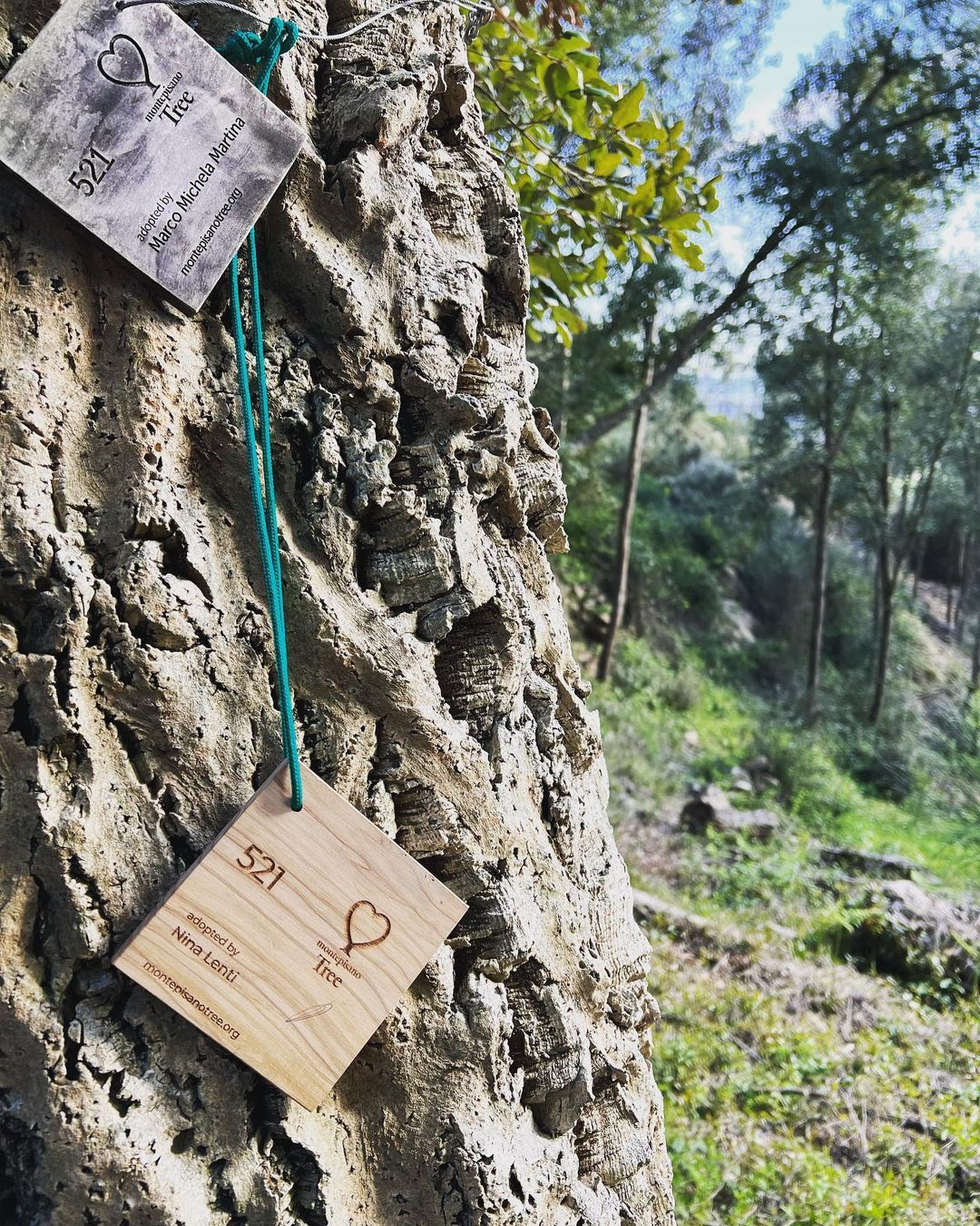 Si è concluso il primo Fotocontest del MontepisanoTree